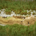 Al-Salibiat Marsh: Environmental and Social Struggles in Iraq’s Marshlands